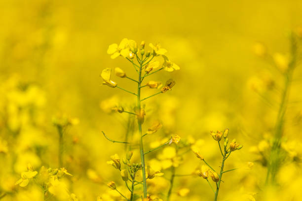 Yellow field - Photo