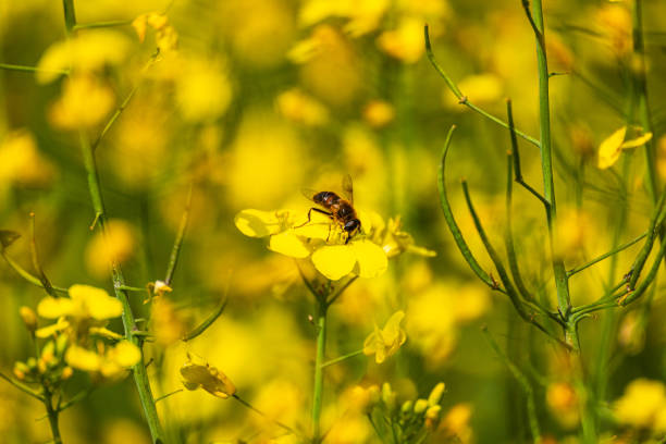 Yellow field - foto stock