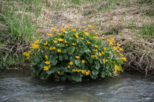 istock yellow flowering marsh marigolds at a riverbank 2148844726