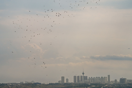 During bird migration, a large flock of white storks thermals around the Bosporus. On the right, there is an approaching airplane at a similar altitude.
