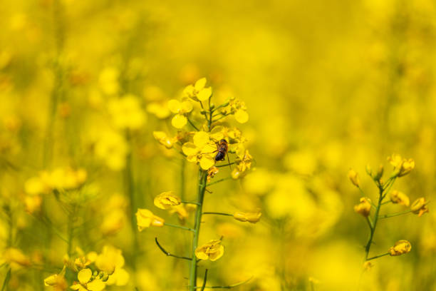 Yellow field - Photo