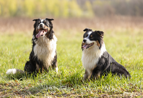 Cute male dog border collie. The dog with black and white color pattern is lying down looking at the camera. Studio shooting on a white background