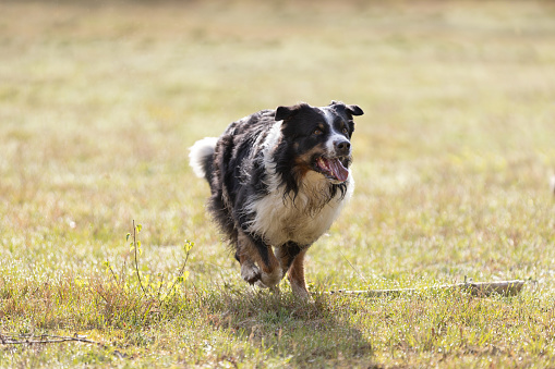 Australian Shepherd dog runnung on meadow in sunny day. This file is cleaned and retouched.