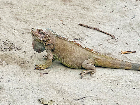 A closeup shot of a big green iguana lying on a piece of wood