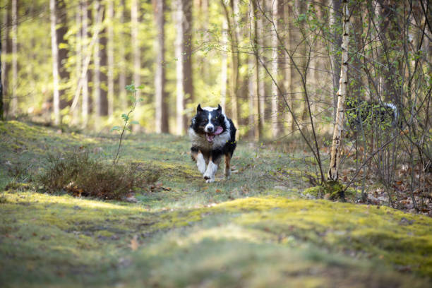 Australian Shepherd dog on forest road in sunny day. This file is cleaned and retouched.