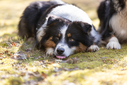 A collie dog hides in the tall grass of a lush green wild meadow and in the shade of a tree.