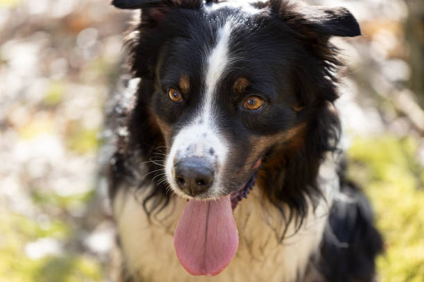 istock Australian Shepherd dog portrait in sunny day 2148846025