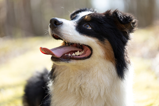 Close-up of a Border Collie puppy sticking the tongue out, isolated on white