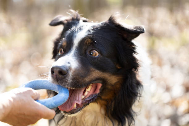 Australian Shepherd dog catching toy in sunny day. This file is cleaned and retouched.