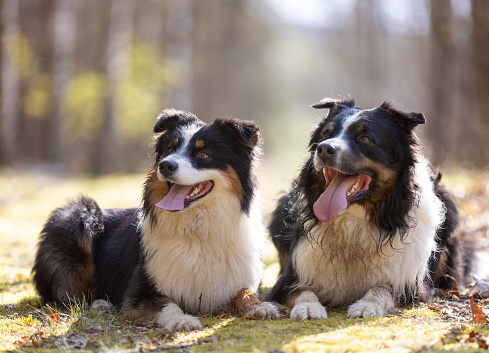 Two Australian Shepherd dogs lying on a moss in the forest on a sunny day. This file is cleaned and retouched.