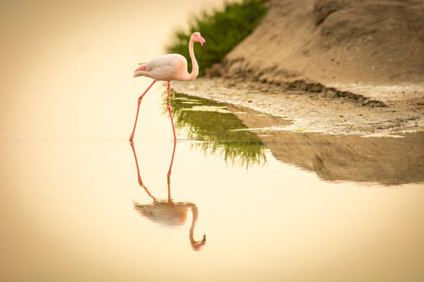 istock Isolated pink flamingo at Regional Park 2148846272