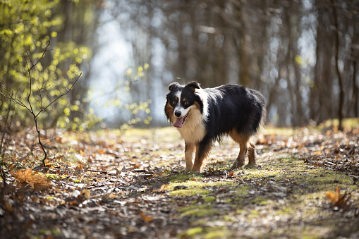 Australian Shepherd dog on forest road in sunny day. This file is cleaned and retouched.