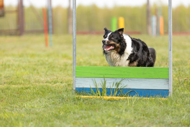 Australian Shepherd dog jumps over an obstacle on the training ground. This file is cleaned and retouched.