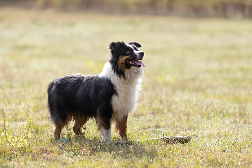Australian Shepherd dog standing on meadow in sunny day. This file is cleaned and retouched.