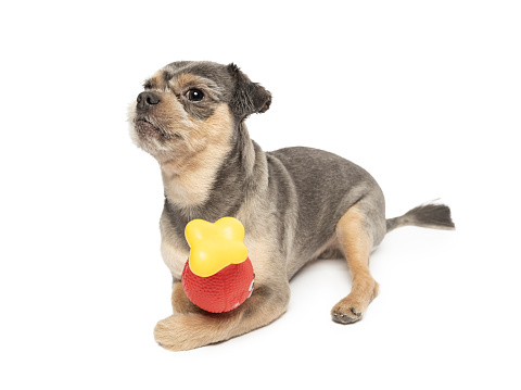 Young Small funny Mixed-Breed Dog playing with toy on white background. This file is cleaned and retouched.