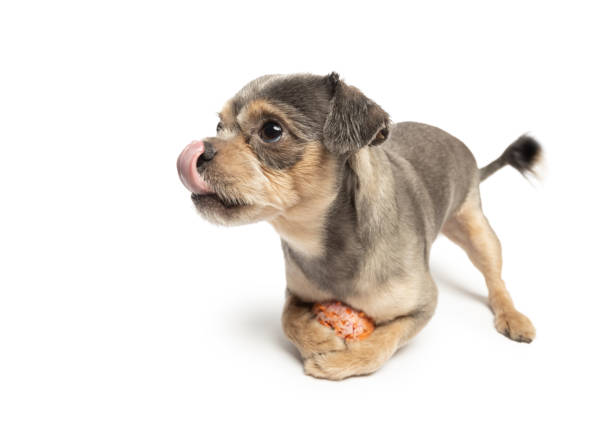 Young Small funny Mixed-Breed Dog playing with toy on white background. This file is cleaned and retouched.
