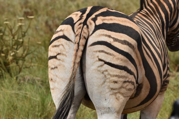 istock Burchell's (plains) zebra rear end. South Africa. 2148847201