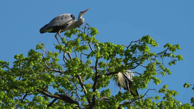 Grey Heron bird resting on a tree