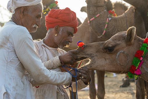 Pushkar, India - Nov 14, 2018 : Indian men and camel in the desert Thar during Pushkar Camel Mela near holy city Pushkar, Rajasthan, India. This fair is the largest camel trading fair in the world