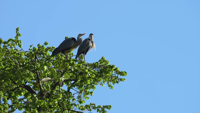Grey Heron bird resting on a tree