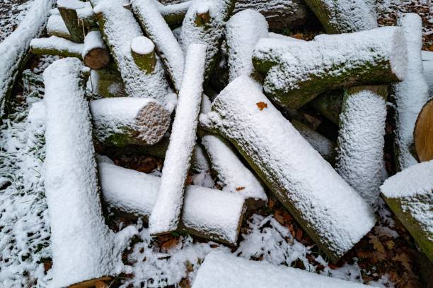 stack of firewood in the forest in winter with snow