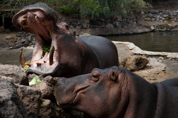 Two hippos are eating grass in a zoo. One of them has its mouth open. The other one is looking at the camera