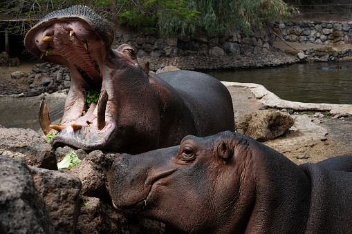 Two hippos are eating grass in a zoo. One of them has its mouth open. The other one is looking at the camera