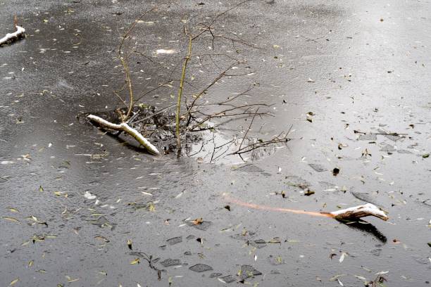 istock branches in frozen lake in winter 2148848941