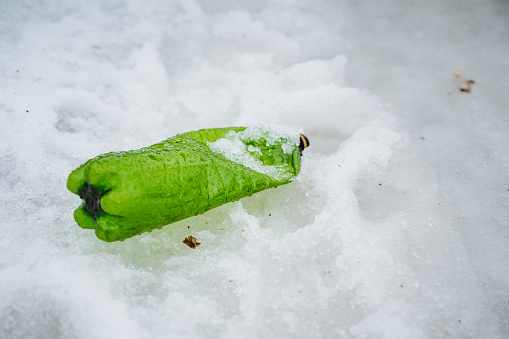 A green pepper is frozen in the snow on the ground, capturing a rare winter event through macro photography on the snowy slope