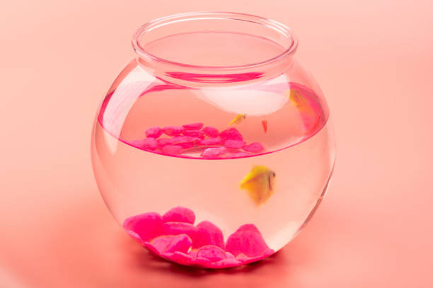 Small aquarium bowl for fishes on pink background side view