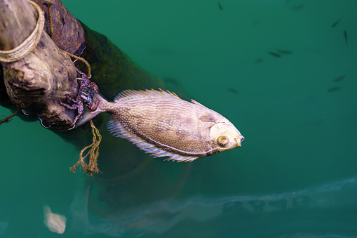 Died fish floating on water surface in the sea.