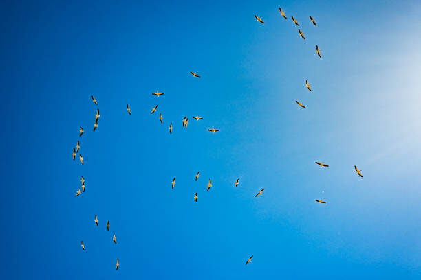Storks migration in the sky