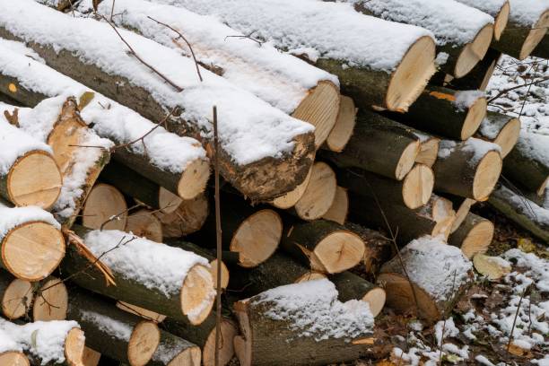 istock stack of firewood in the forest in winter with snow 2148849466