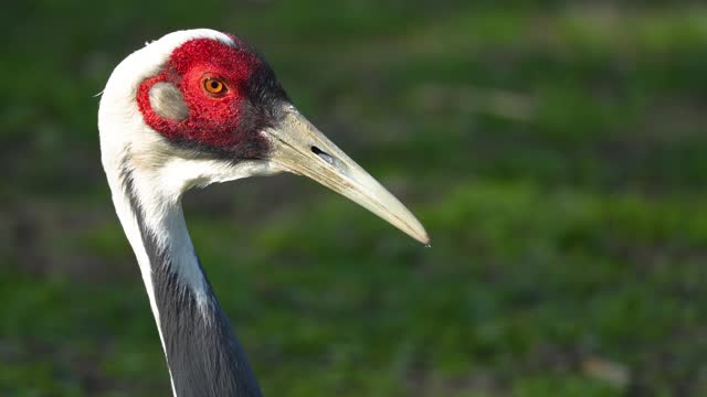 a white-naped crane  bird
