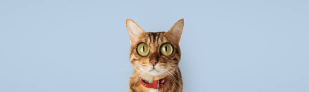 istock Funny cat with bulging big eyes on a blue background. 2148849560