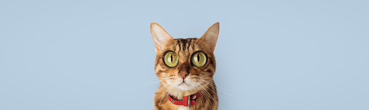 Funny cat with bulging big eyes on a blue background. Bengal cat cartoon.