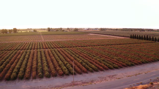 Drone Aerial Wide Shot Tilting Up Over Almond Crops And Farmlands