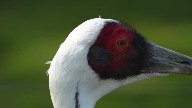 a white-naped crane  bird