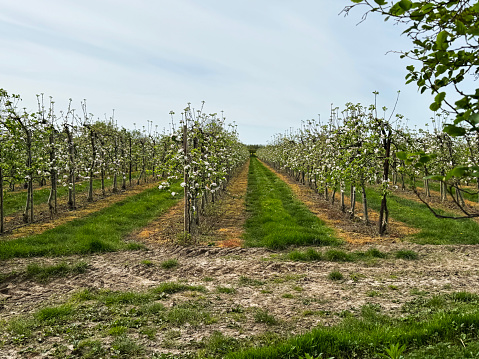 Rows of trees in a flowering orchard in springtime in Kent