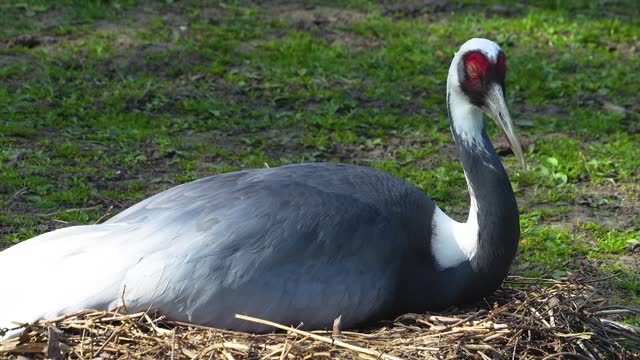 a white-naped crane  bird in a nest