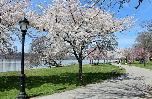 Cherry trees blooming along the Manhattan Waterfront Greenway bike and pedestrian path on a sunny day in Riverside Park, Harlem, New York City