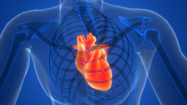 istock Human Circulatory System Heart Anatomy 2148851286