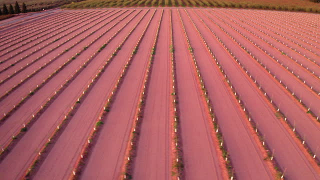 Drone Aerial Wide Shot Tracking Sideways Over Almond Crops