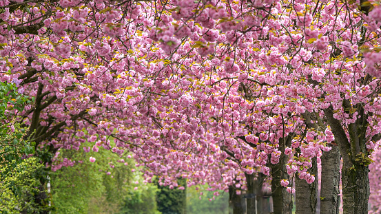 bright pink blooming cherry tree blossom avenue in spring, beautiful nature scene background, Magdeburg, Germany