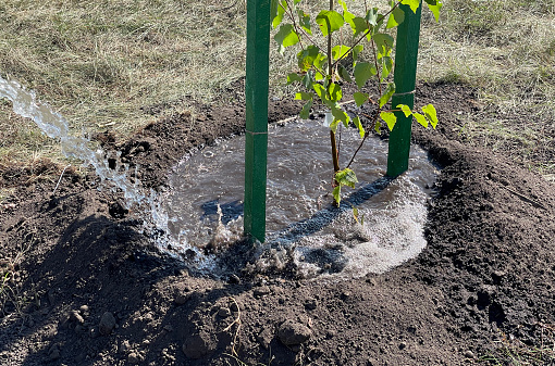 A young planted tree is watered with water.