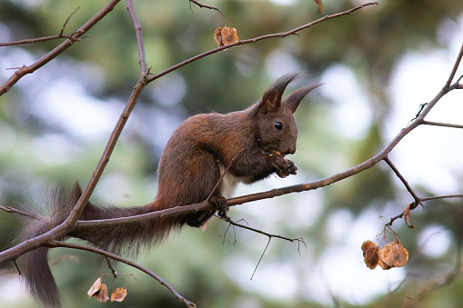 eurasian red squirrel eating nut up in the tree (Sciurus vulgaris)
