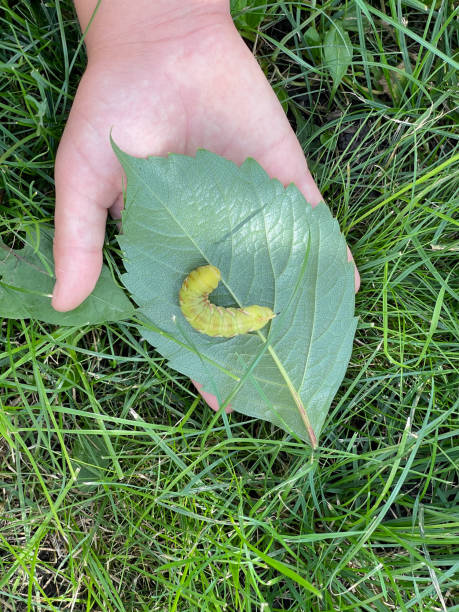 Big green caterpillar in hand
