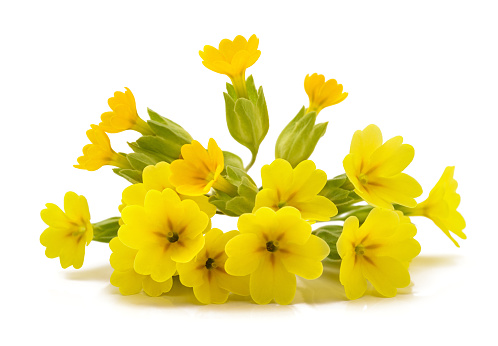 Cowslip Primrose flowers  isolated on white background