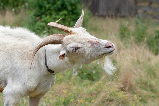 Close-up portrait of a white goat with large horns.A cute goat chews green grass.Farm livestock farming for the industrial production of goat milk dairy products.