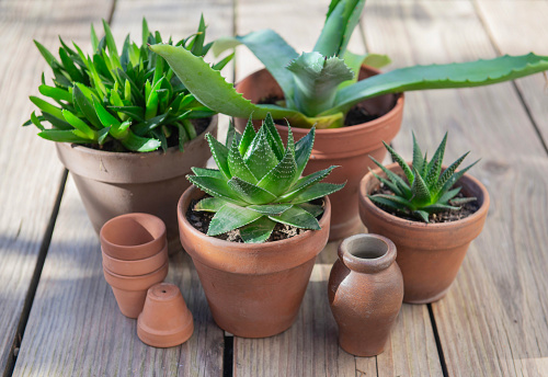 different suculent plants in flower pots with a mini greenhouse on wooden table